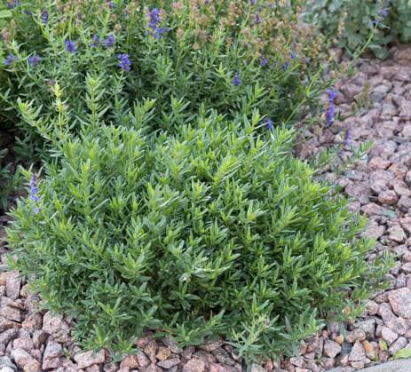 Ysop (Hyssopus officinalis) McPKST McP_HRM_2024_000995 *** Hyssop Hyssopus officinalis McPKST McP HRM 2024 000995 McPKST