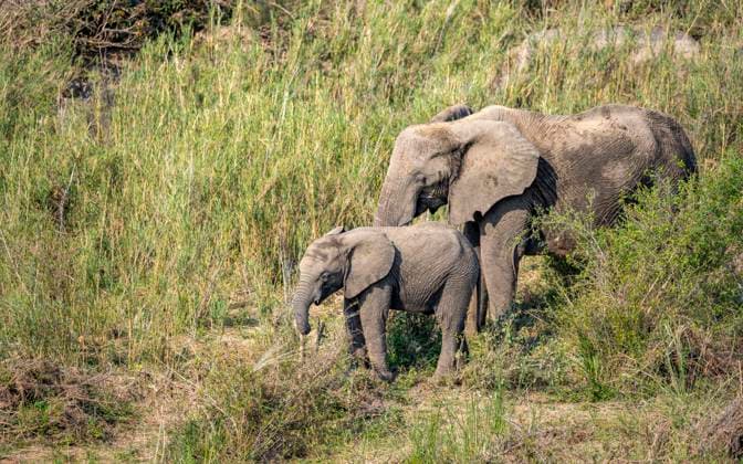  Afrikanischer Elefant (Loxodonta africana), Muttertier mit Jungtier, fressen am Ufer des Sabie River, Kruger Nationalpark, Südafrika *** African Elephant Loxodonta africana , Mother animal with Young animal, Food on Shore of Sabie River, Kruger National Park, South Africa Copyright: imageBROKER/MaraxBrandl ibxmab10180901.jpg