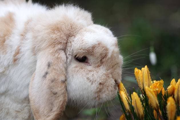 Kaninchen (Oryctolagus cuniculus domestica), Haustier, Widderkaninchen, Krokusse, Frühblüher, Ostern, giftig, Die gelben Krokusse sind für die Kaninchen giftig. Porträt vom Kaninchen mit Schlappohren, das an den Blüten schnuppert *** Rabbit Oryctolagus cuniculus domestica , Pet, Aries rabbits, Crocuses, Early bloomers, Easter, Toxic, the yellow Crocuses are for the Rabbit toxic Portrait from Rabbit with Floppy ears, the to the Flowers sniffs Copyright: imageBROKER AnjaxUhlemeyer-Wrona ibxuhl10199736.jpg