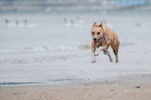 A closeup shot of a Carolina Dog running at the beach 3031227 RECORD DATE NOT STATED