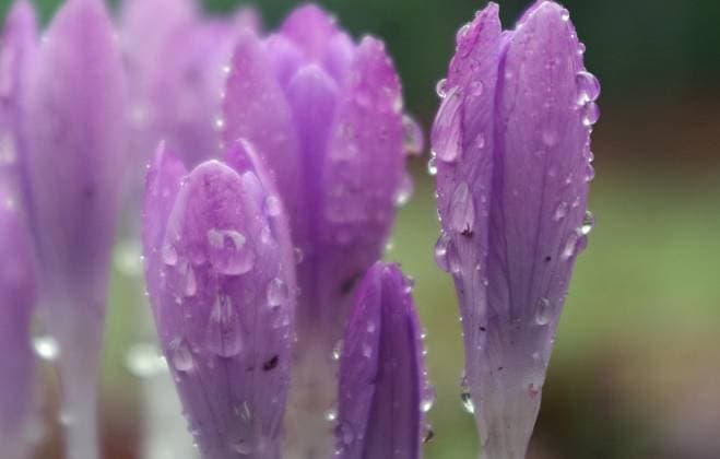 News Bilder des Tages Regentropfen auf Krokussen. *** Raindrops on crocuses