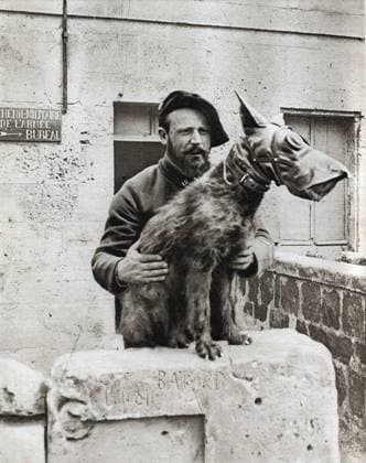 World War I: A dog of a military kennel equipped with a gas mask In  The mirror 1918 XEE4169469 World War I: A dog of a military kennel equipped with a gas mask In  The mirror 1918 by French Photographer, (20th century); Private Collection; (add.info.: World War I: A dog of a military kennel equipped with a gas mask In  The mirror 1918); Stefano Bianchetti. Copyright: xStefanoxBianchettix xBridgemanxImagesx 4169469