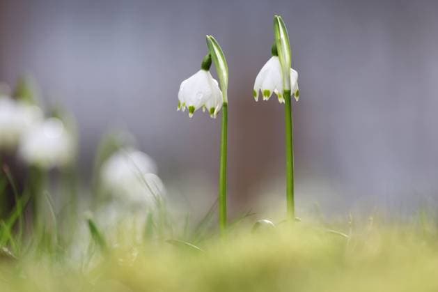 Fruehlingsboten (Frühlingsboten) im Siegerland, ein sehr milder Wintertag. Maerzenbecher (Märzenbecher) bluehen (blühen) in einem Garten in Siegen. Winter im Siegerland am 15.02.2024 in Siegen Deutschland. *** heralds of spring heralds of spring in Siegerland, a very mild winter day Maerzenbecher Märzenbecher bloom in a garden in Siegen winter in Siegerland on 15 02 2024 in Siegen Germany