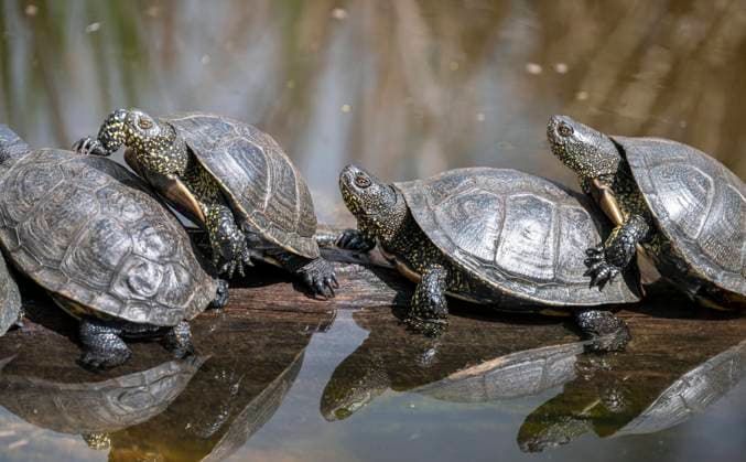  Europäische Sumpfschildkröten (Emys orbicularis), auf einem Baumstamm, Deutschland, Europa *** European Bog turtles Emys orbicularis , at a Tree trunk, Germany, Europe Copyright: imageBROKER/FrankxSommariva ibxfso10219391.jpg