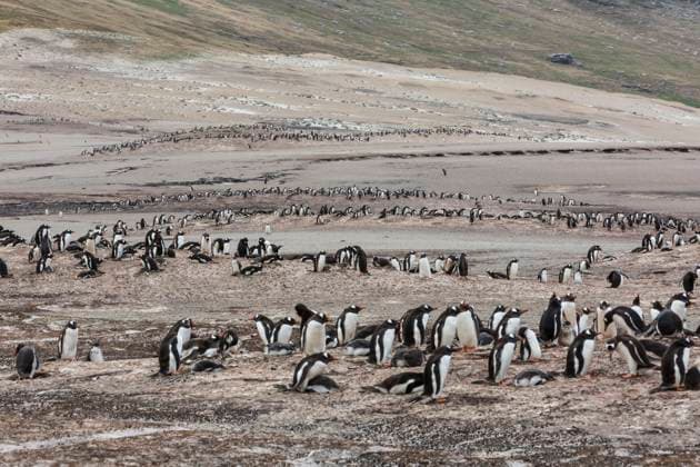Adult and baby Gentoo Penguins share common ground on the sandy beaches of Saunders Island. falkland Islands,  Copyright: x xAllxCanadaxPhotosx 1990-13857976