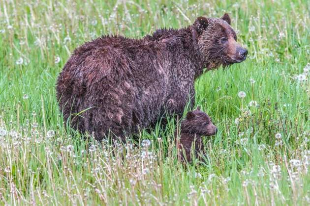 Grizzly Bear Mother and Cubs  Copyright: x xAllxCanadaxPhotosx 1990-13860657