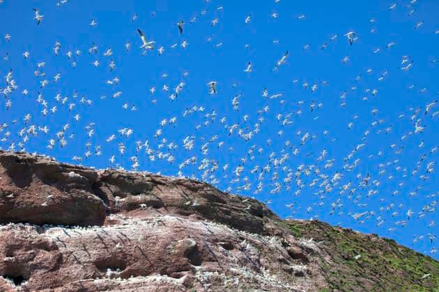 Gannet Colony, Morus bassanus, Bonaventure Island, Gaspe, Quebec, Canada  Copyright: x xAllxCanadaxPhotosx 1990-65294