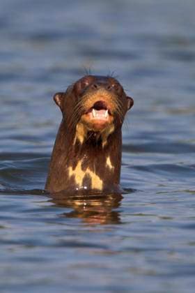 Giant River Otter, Pteronura brasiliensis  Copyright: x AllxCanadaxPhotosx 1990-67933