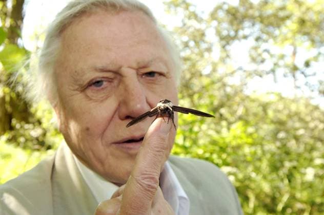 David Attenborough1204.JPG NORTH AMERICA-CANADA RIGHTS ONLY London, UK 5-2-2007 Sir David Attenborough launches the National Moth Recording Scheme at London Zoo. Britain s moths have been declining over the past four decades. Moths are very sensitive to environments, providing insights into the health of all sorts of plants, birds and mammals. Their loss directly threatens numerous species of birds, bats and small animals, which feed on them. Digital photo by Ali Kadinsky-LMK-PHOTOlink. London England EDITORIAL USE ONLY Copyright: xx AlixKadinsky-LMK-PHOTOlink.netx phlphotos135236