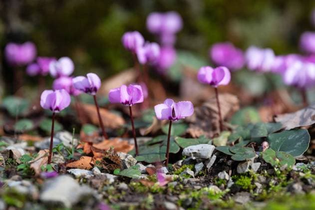 Frühlingserwachen mit Frühblühern Frühlingsblühern im Botanischen Garten Jena Cyclamen coum Frühlings Alpenveilchen Botanischer Garten Jena *** Spring awakening with early bloomers Spring bloomers in Jena Botanical Garden Cyclamen coum Spring cyclamen Jena Botanical Garden