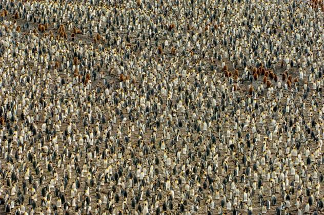 Thousands of King penguins (Aptenodytes patagonicus) incubating eggs at the King penguin colony at Salisbury Plain, South Georgia Island, Sub-Antarctica.  Copyright: xWolfgangxKaehlerxPhotographyxLLCx(www.phototours.us)xemail:xinfo@phototours.usx 4163-16308309
