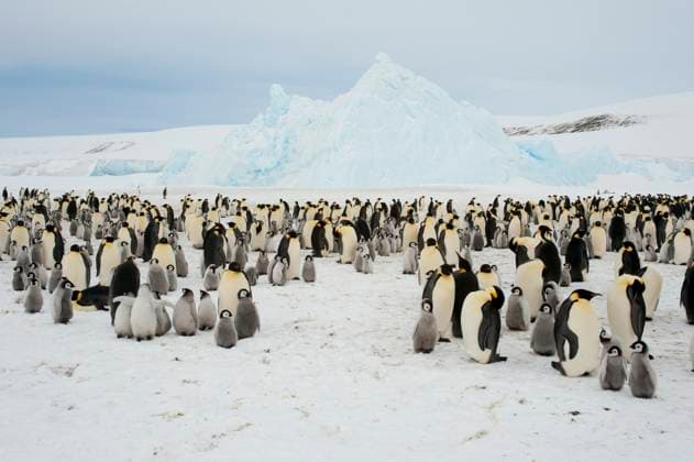 View of an Emperor penguin (Aptenodytes forsteri) colony on the sea ice at Snow Hill Island in the Weddell Sea in Antarctica.  Copyright: xWolfgangxKaehlerxPhotographyxLLCx(www.phototours.us)xemail:xinfo@phototours.usx 4163-16308382