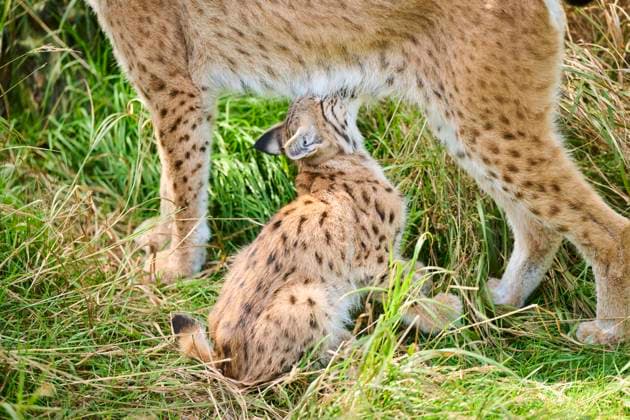  Europäischer Luchs (Lynx lynx), die im Gras sitzend Milch von ihrer Mutter trinken, Bayern, Deutschland, Europa *** European Lynx Lynx Lynx , the at Grass sitting Milk from their Mother drink, Bavaria, Germany, Europe Copyright: imageBROKER/Davidx&xMichaxSheldon ibxshe10221954.jpg