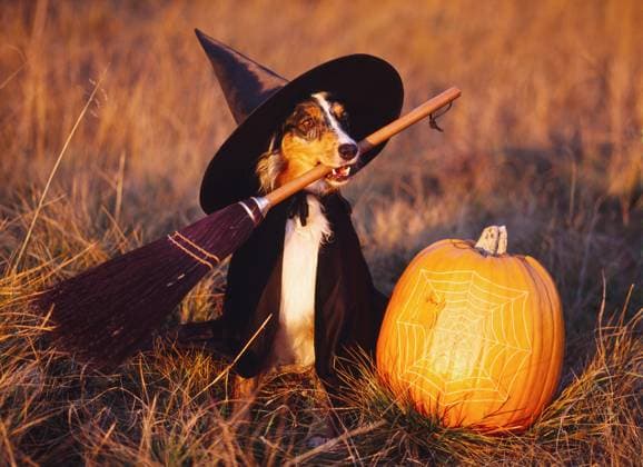 Australian Shepherd, AKC, 4-year-old Mattie performing as a Halloween witch and owned by Fred and Randi Hirschmann of Wasilla, Alaska.  Copyright: xx 4333-183