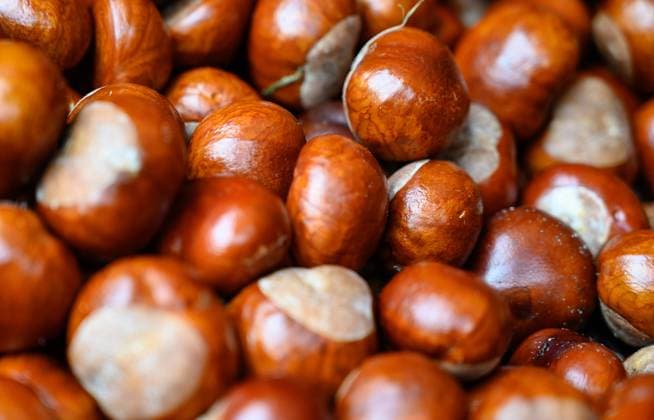 Kastanien auf einem Haufen als Hintergrund Kastanien auf einem Haufen als Hintergrund Chestnuts on a heap as a background Copyright: xZoonar.com VolkerxSchlichtingx 14673211