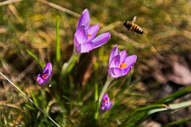 The first spring flowers appear in the Botanical Garden of the Faculty of Science of Masaryk University, in Brno, Czech Republic, February 17, 2024. Pictured Crocus with bee. (CTKxPhoto PatrikxUhlir) CTKPhotoP2024021703999  CTKPhotoP2024021703999