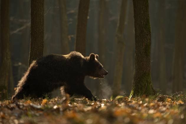 Europäischer Braunbär ( Ursus arctos ) läuft, streift im frühen Morgenlicht, Gegenlicht, durch einen Wald, sichtbare Atemwolke, Europa. *** European Brown Bear ( Ursus arctos ) walking through a forest, in first morning light, backlight situation, visible breath cloud, Europe. Europa
