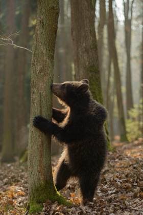 Creative Highlights World Europäischer Braunbär ( Ursus arctos ), Jungtier, steht auf den Hinterbeinen, erkundet die Umgebung, riecht an einem Baum, lustige Tierkinder, heimische Tierwelt, Europa. *** European Brown Bear ( Ursus arctos ), young animal, standing on hind legs, smelling at a tree, looks funny. Europa