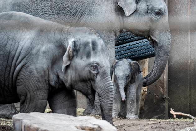Bilder des Jahres 2024, Entertainment 02 Februar Entertainment Themen der Woche KW08 Entertainment Bilder des Tages A new female baby elephant in Copenhagen ZOO, Denmark, Tuesday February 20, 2024. On the night of Tuesday, a baby elephant was born in Copenhagen Zoo. The mother is 16-year-old Maha Kumari and the fathers name is Fahim. The birth of the little cub went naturally with the whole pack involved as helpers. An elephant is pregnant for 22 months, which is the longest in the animal kingdom. A newborn elephant weighs 70-90 kg at birth , Copenhagen Denmark *** A new female baby elephant in Copenhagen ZOO, Denmark, Tuesday February 20, 2024 On the night of Tuesday, a baby elephant was born in Copenhagen Zoo The mother is 16 year old Maha Kumari and the fathers name is Fahim The birth of the little cub went naturally with the whole pack involved as  Copyright: RitzauxScanpix IdaxMariexOdgaardx spdk20240220-143640-L