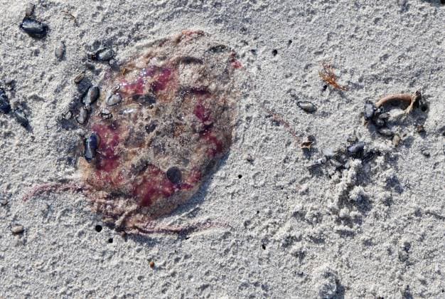Creative Highlights World Korsika 13.02.2024, Ajaccio, Plage de Mare e Sole, eine angespeulte Qualle liegt im feinen Sand *** Corsica 13 02 2024, Ajaccio, Plage de Mare e Sole, a jellyfish lies in the fine sand