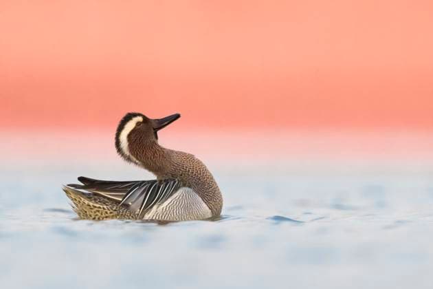 Creative Highlights World Knaekente, Knaek-Ente (Anas querquedula), balzender Erpel im Morgenrot, Seitenansicht, Italien, Toskana garganey (Anas querquedula), courting drake in the dawn, side view, Italy, Tuscany BLWS704220 *** Knaekente, Knaek Duck Anas querquedula , Balancing transmitter Erpel at Dawn, Side view, Italy, Tuscany Garganey Anas querquedula , Courting Drake in The dawn, Side view, Italy, Tuscany BLWS704220 Copyright: xblickwinkel AGAMI D.xOcchiatox