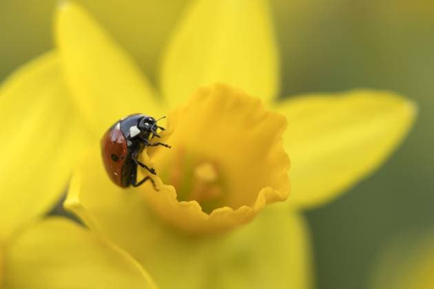 Signs of Spring begin to sppear as a seven-spot Ladybird wanders across a Daffodil flower in Suffolk Where: Suffolk, United Kingdom When: 20 Feb 2024 Credit: Kevin Sawford Cover Images EDITORIAL USE ONLY. NOT FOR USE BY NEWSPAPERS BASED IN THE UK. Copyright: xx 53485077