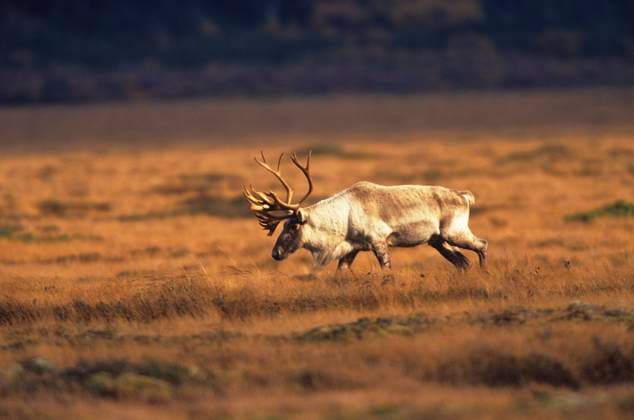 Canada, Newfoundland, A Caribou (Rangifer tarandus) forages during autumn in Gros Morne National Park, Newfoundland, Canada.  Copyright: x AllCanadaPhotos.comx 1990-53841