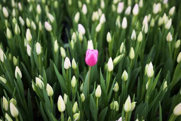 Russia Flower Growing 8625483 21.02.2024 A view shows the harvesting process of tulips at the greenhouse of the Tulpan Concept company ahead of International Women s Day celebrated on March 8, Novosibirsk, Russia. Alexandr Kryazhev Sputnik Novosibirsk Russia  Copyright: xAlexandrxKryazhevx