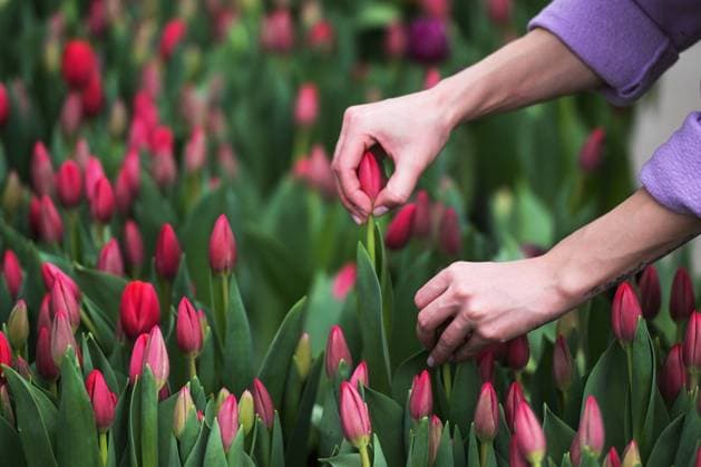 Russia Flower Growing 8625490 21.02.2024 A view shows the harvesting process of tulips at the greenhouse of the Tulpan Concept company ahead of International Women s Day celebrated on March 8, Novosibirsk, Russia. Alexandr Kryazhev Sputnik Novosibirsk Russia  Copyright: xAlexandrxKryazhevx