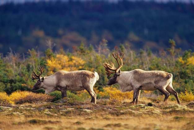 Canada, Newfoundland, Two Caribou (Rangifer tarandus) forage during autumn in Gros Morne National Park, Newfoundland, Canada.  Copyright: x AllCanadaPhotos.comx 1990-55914