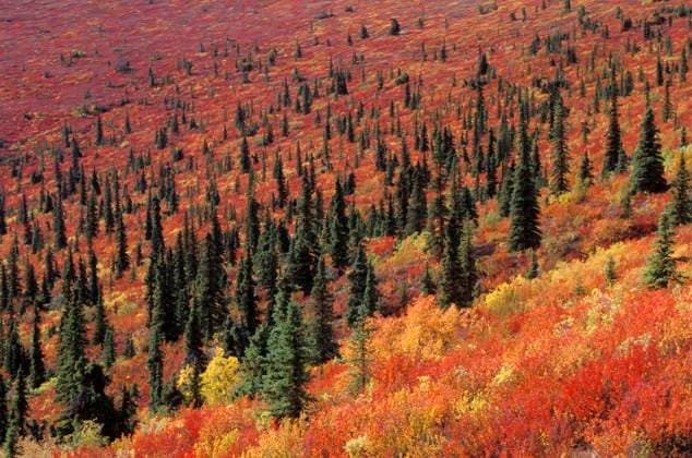 Autumn colours long the Top Of The World Highway near Dawson, Yukon, Canada.  Copyright: x AllCanadaPhotos.comx 1990-52414