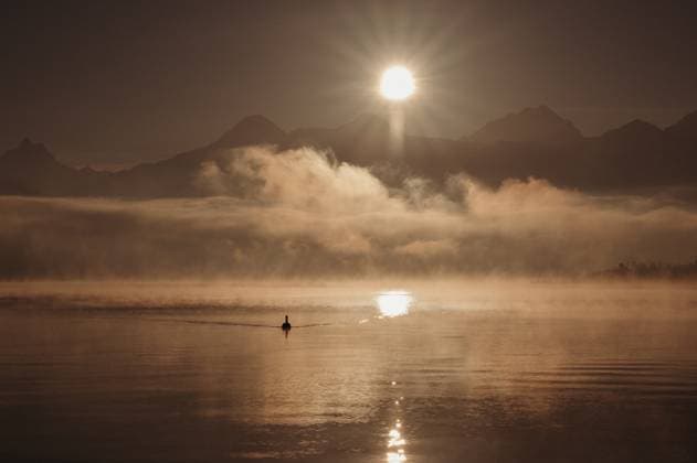 Silhouette of a swan on a lake during golden sunrise with mountains Thun, Canton of Bern, Switzerland R_FFVO240220G-1353995-01