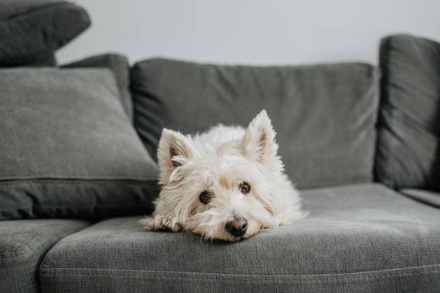 IMAGO Creative, Winter, Couching Pet terrior dog resting on couch in living room Toronto Ontario Canada Copyright: xx