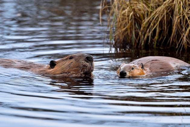 Two beavers 'Castor canadenis' swimming and feeding in the water of their beaver dam near Hinton, Alberta, Canada  Copyright: x xAllxCanadaxPhotosx 1990-12326327