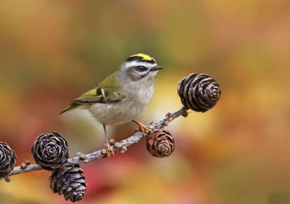 A female Golden-crowned Kinglet, Regulus satrapa, perched on a tamarac pine branch in the Fall, Saskatoon, Saskatchewan, Canada  Copyright: x xAllxCanadaxPhotosx 1990-11062060