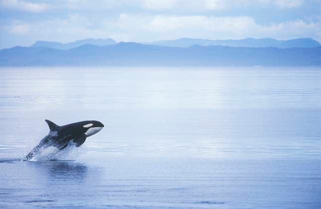 Killer Whale Breaching, British Columbia, Canada.  Copyright: x AllCanadaPhotos.comx 1990-29048938
