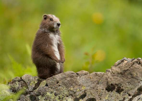 Vancouver Island Marmot, Marmota Vancouverensis, Vancouver Island, BC, Canada  Copyright: xJaredxHobbsx 1990-69617