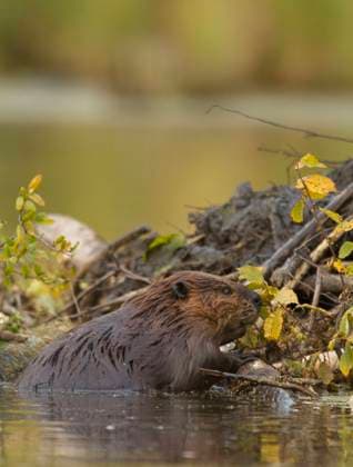 Beaver, Castor canadensis, Alberta, Canada  Copyright: xJaredxHobbsx 1990-70281