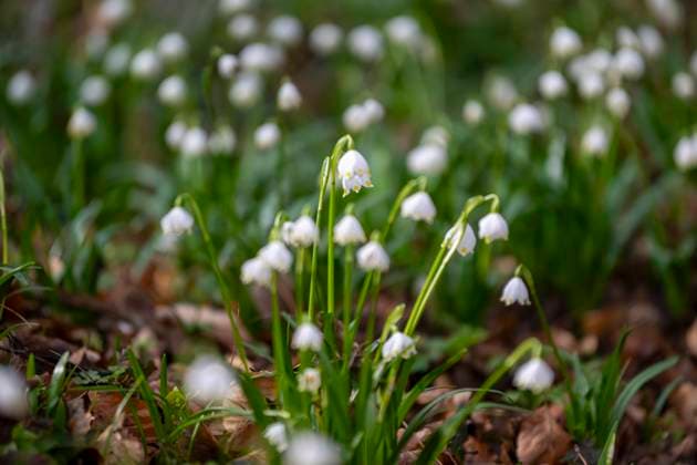 News Themen der Woche KW08 News Bilder des Tages Snowdrops bloom earlier and earlier The snowdrop blooming has become a normal phenomenon at this time of the year in Selnica, Croatia on February 24, 2024. IgorxSoban PIXSELL