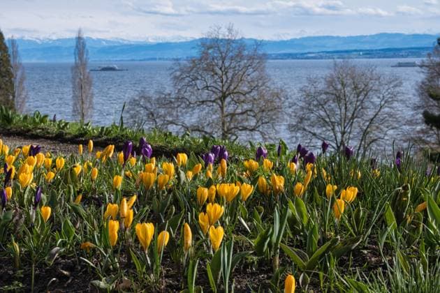 News Bilder des Tages Krokusse auf der Insel Mainau vor den schneebedeckten Bergen *** Crocuses on the island of Mainau in front of the snow-covered mountains