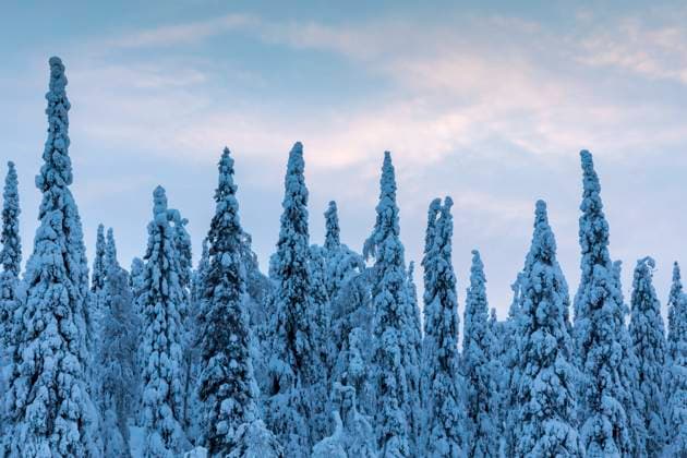 Low angle shot of Fir Trees Standing at attention with sunrise sky in the background covered in snow Finnish Lapland Finland  Copyright: xRhondaxNormanx 6079-18690372