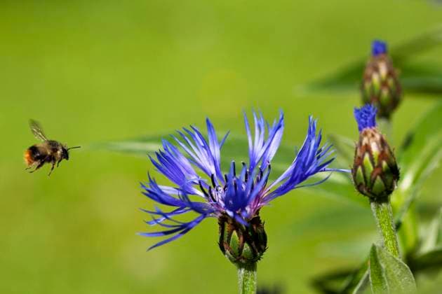 Bumblebee Bombus in Flight, Batchelor´s Button Centaurea montana Garden Flower, Summer, Roberts Creek, Sunshine Coast, B.C., Canada  Copyright: x xAllxCanadaxPhotosx 1990-60876