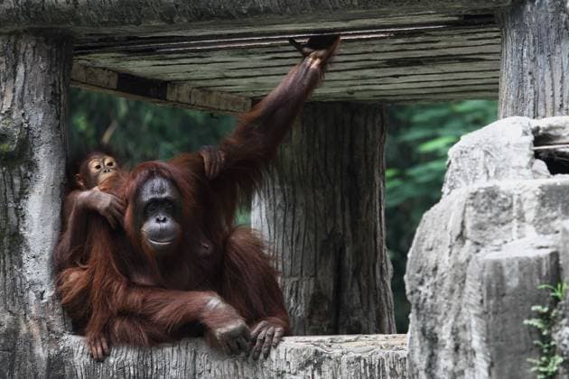 Bilder des Jahres 2024, Entertainment 02 Februar Entertainment Themen der Woche KW08 Entertainment Bilder des Tages February 25, 2024, Yogyakarta, Special Region Of Yogyakarta, Indonesia: Two Bornean Orangutans (Pongo pygmaeus) seen at the Gembira Loka Zoo, Yogyakarta. Yogyakarta Indonesia - ZUMAb228 20240225_zip_b228_024 Copyright: xAnggaxBudhiyantox
