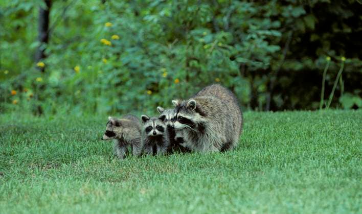 Raccoon (Procyon lotor) Adult Female & Kits which are born in spring. They are subsequently raised by their attentive mother until dispersion in late ...  Copyright: x xAllxCanadaxPhotosx 1990-12348810