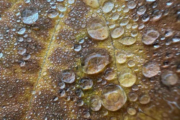 27.10.2023, Berlin, GER - Wassertropfen auf einem herbstlich gefaerbtem Blatt. (Adern, Anschnitt, aussen, Aussenaufnahme, Berlin, Biologie, biologisch, Blatt, Blattadern, Detail, Detailaufnahme, deutsch, Deutschland, Europa, europaeisch, Flora, Herbst, Herbstfaerbung, herbstlich, Jahreszeit, Makro, Makroaufnahme, nah, Nahaufnahme, Natur, niemand, Pflanze, QF, Querformat, Regentropfen, Tautropfen, Tropfen, Wasser, Wassertropfen, Westeuropa) 231027D887BERLIN.JPG *** 27 10 2023, Berlin, GER Water droplets on an autumn colored leaf veins, crop, exterior, outdoor shot, Berlin, biology, biological, leaf, leaf veins, detail, close-up, German, Germany, Europe, European, flora, autumn, autumn color, autumnal, season, macro, macro shot, close, close