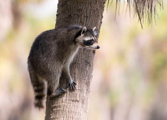 Raccoon (Procyon lotor) - Fort Desoto State Park, Florida  Copyright: x xAllxCanadaxPhotosx 1990-76119