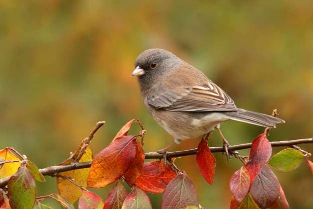 Dark-eyed Junco, Junco hyemalis, perched on a branch in the fall, in Saskatchewan, Canada  Copyright: x xAllCanadaPhotosx 1990-78626