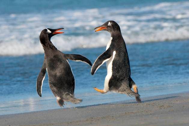 Gentoo penguins (Pygoscelis papua) squabbling on the shoreline, Falkland Islands, Southern Atlantic ocean  Copyright: x AllxCanadaxPhotosx 1990-77091