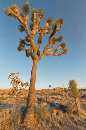 Joshua trees at sunset, Joshua Tree National Park, California.  Copyright: x AllxCanadaxPhotosx 1990-77361