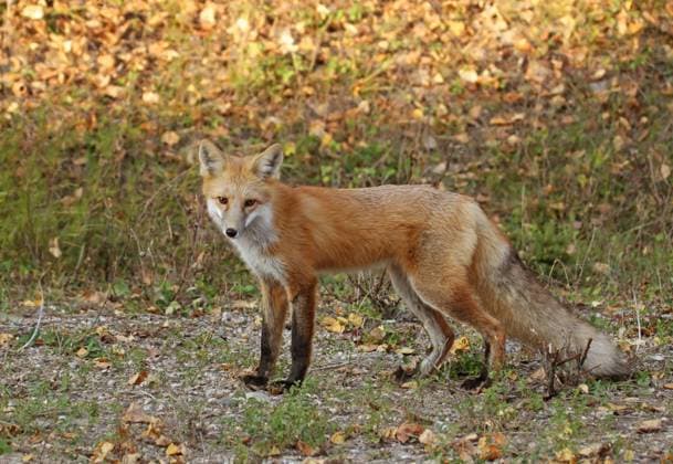 Red Fox, (Vulpes vulpes) at Prince Albert National Park, Saskatchewan, Canada in the fall  Copyright: x xAllCanadaPhotosx 1990-78813